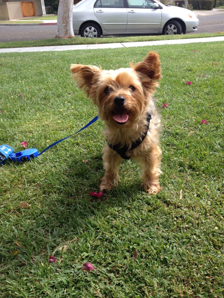 Teddy, a Yorkshire Terrier tested with EmbarkVet.com