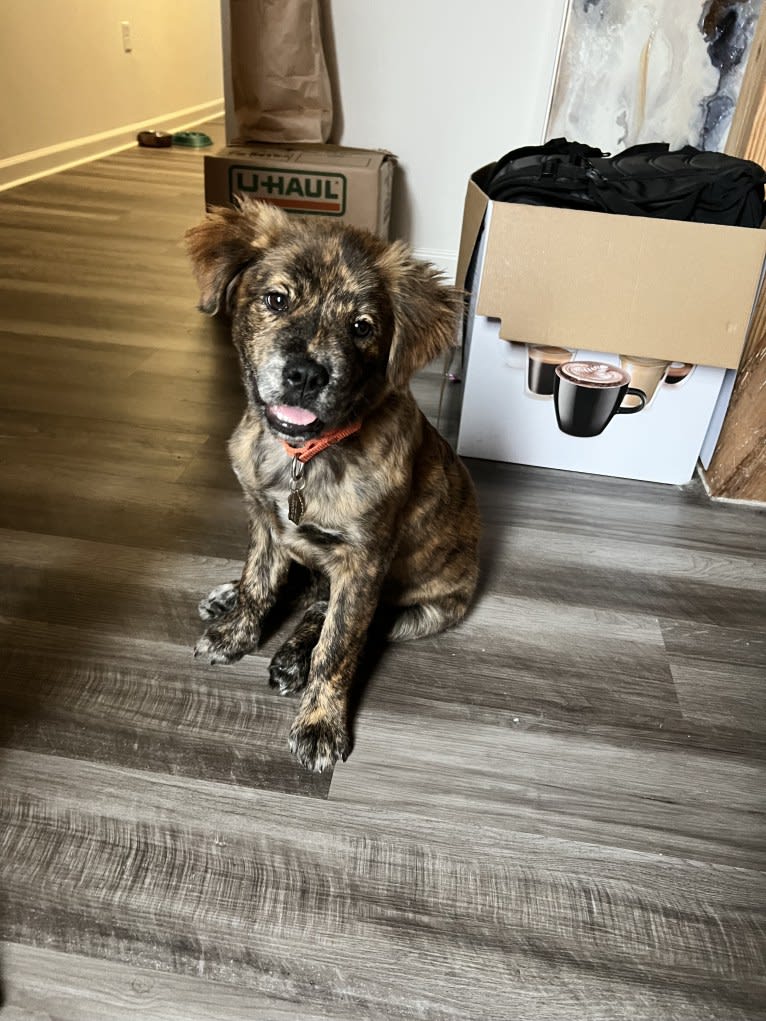 Rudder, a Labrador Retriever and Chow Chow mix tested with EmbarkVet.com