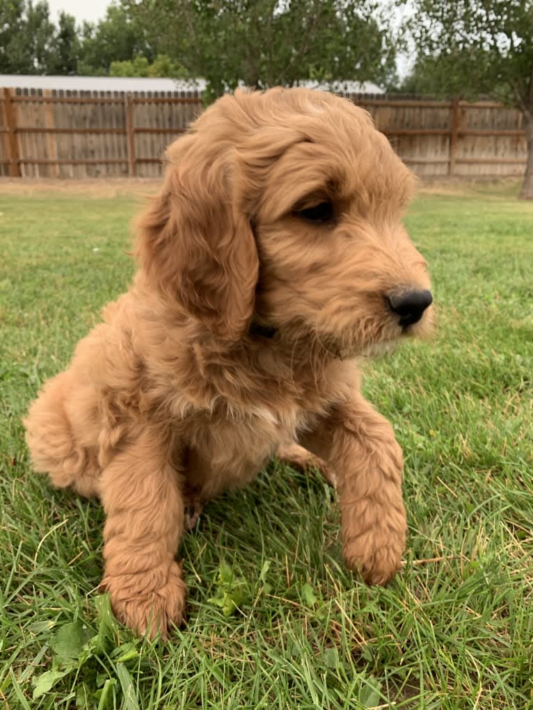 Black Collar, a Goldendoodle tested with EmbarkVet.com