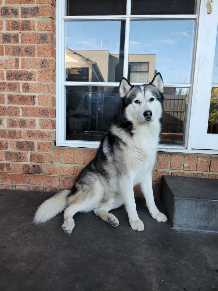 Apollo, a Samoyed and Siberian Husky mix tested with EmbarkVet.com