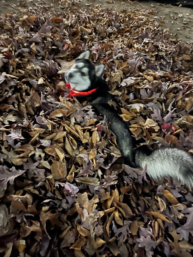 Rocket, a Siberian Husky and Alaskan Malamute mix tested with EmbarkVet.com