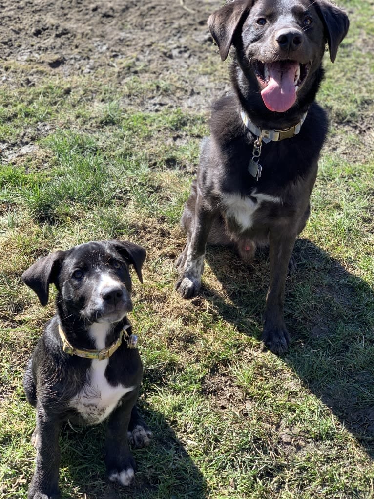 Guinness, a Labrador Retriever and Australian Cattle Dog mix tested with EmbarkVet.com