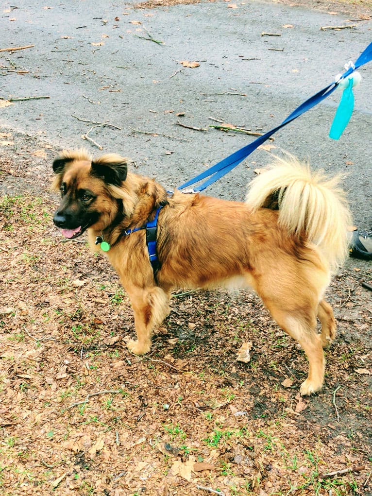 Chewy, a Rat Terrier and Labrador Retriever mix tested with EmbarkVet.com