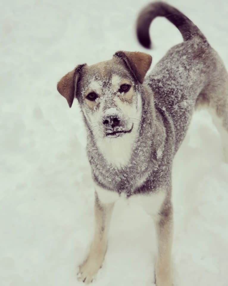 Timber, a Siberian Husky and American Bulldog mix tested with EmbarkVet.com