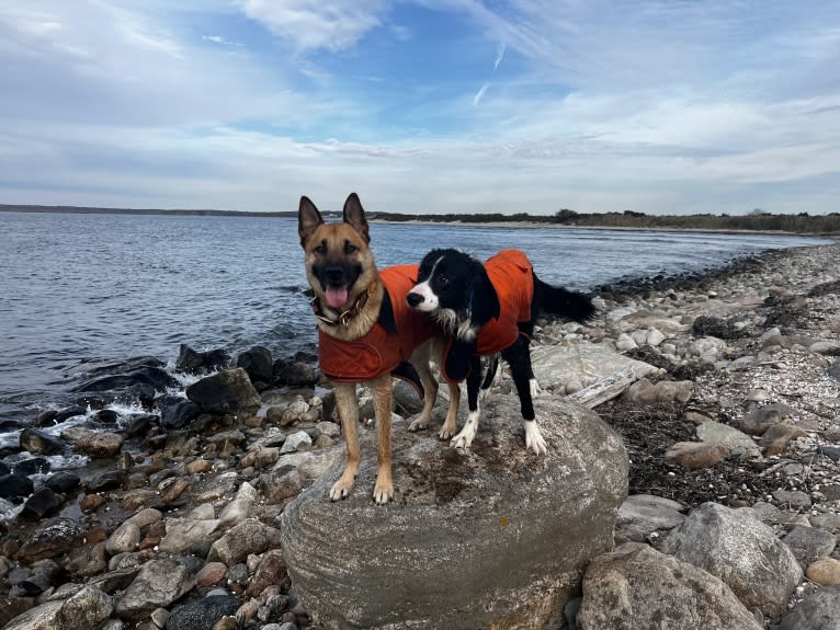 Everhett, a German Shepherd Dog and Australian Cattle Dog mix tested with EmbarkVet.com