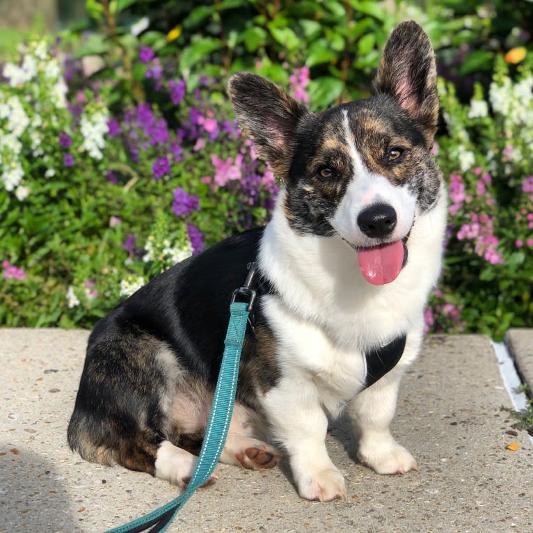 Sonny, a Pembroke Welsh Corgi tested with EmbarkVet.com