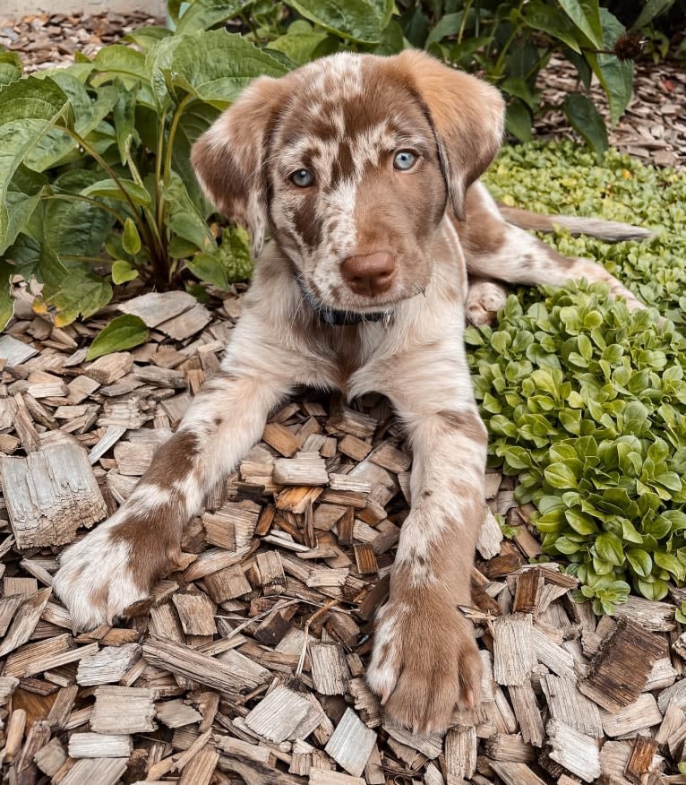 Ginnie, a Labrador Retriever and Great Pyrenees mix tested with EmbarkVet.com