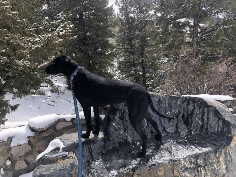 Casanova, a German Shorthaired Pointer and Rottweiler mix tested with EmbarkVet.com