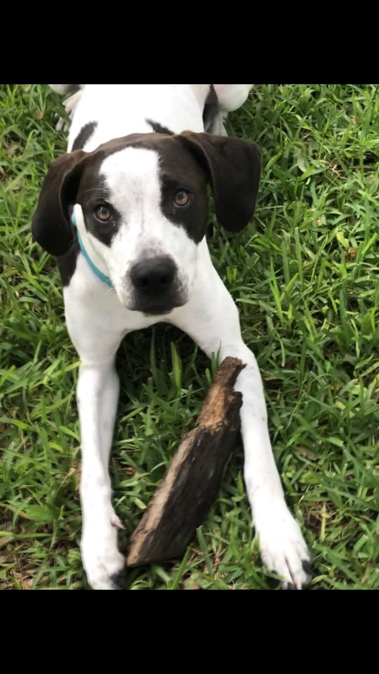 Millie, an American Pit Bull Terrier and Treeing Walker Coonhound mix tested with EmbarkVet.com