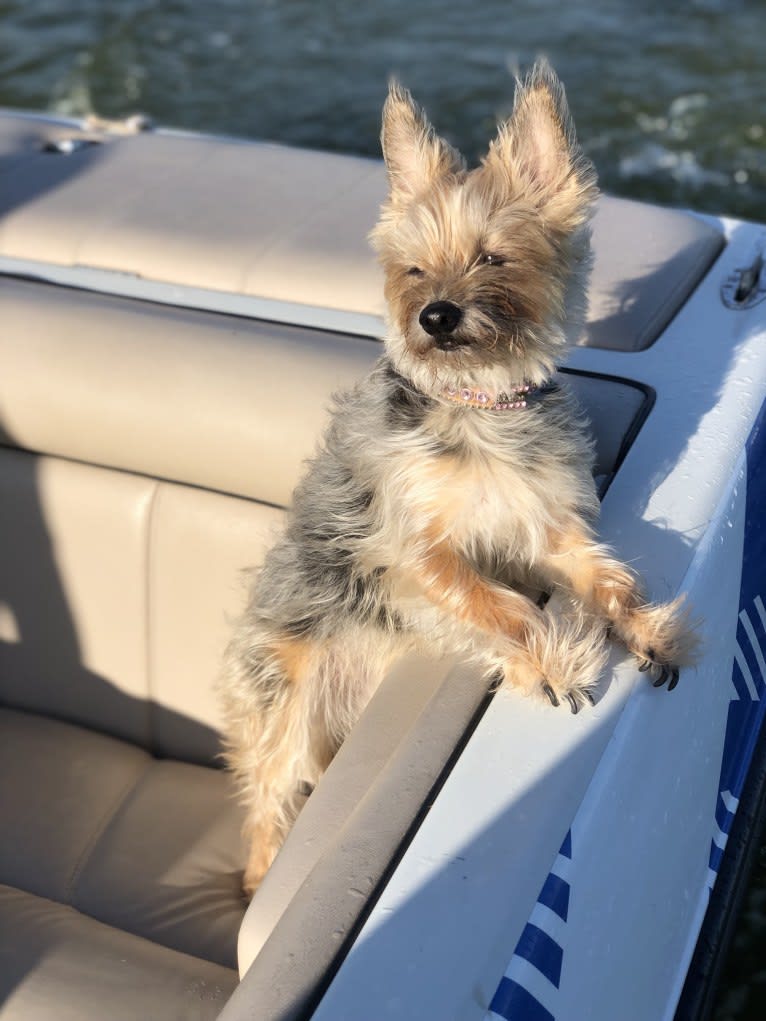 Molly, a Yorkshire Terrier and Cairn Terrier mix tested with EmbarkVet.com