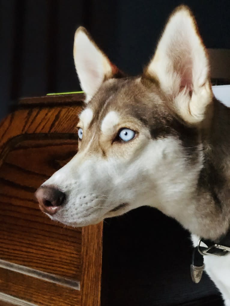 Kaiah, a Siberian Husky and Golden Retriever mix tested with EmbarkVet.com