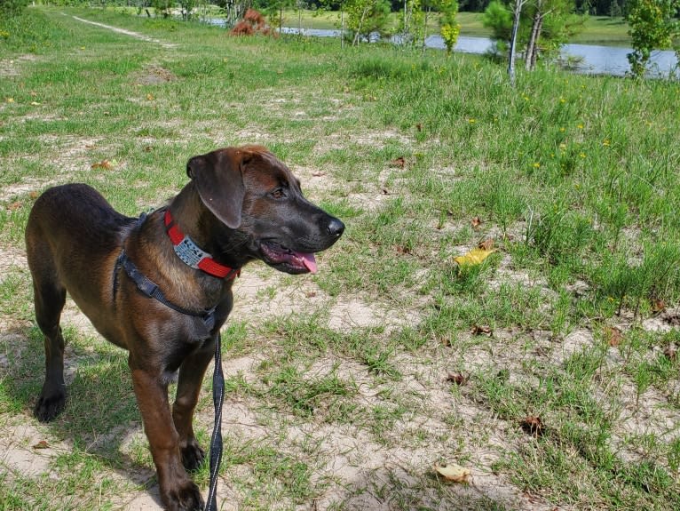 Kai, an American Pit Bull Terrier and Australian Cattle Dog mix tested with EmbarkVet.com