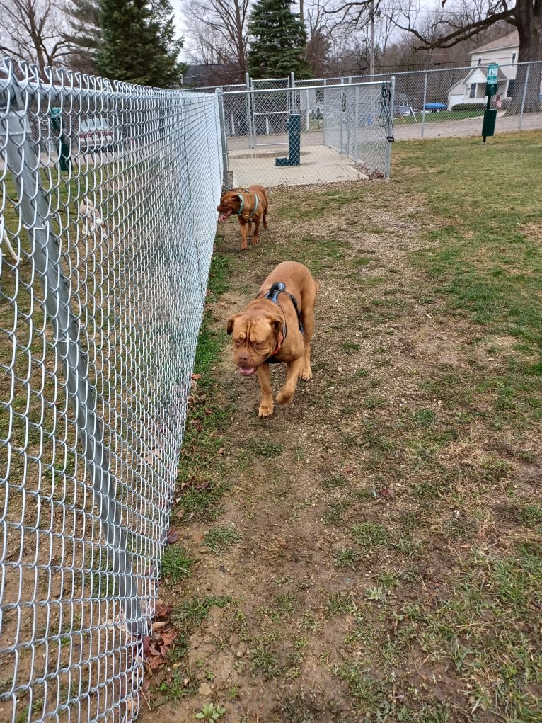 Brutis II, a Dogue de Bordeaux tested with EmbarkVet.com