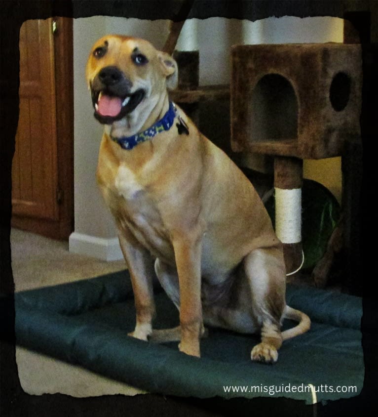 Digby, an American Bulldog and German Shepherd Dog mix tested with EmbarkVet.com