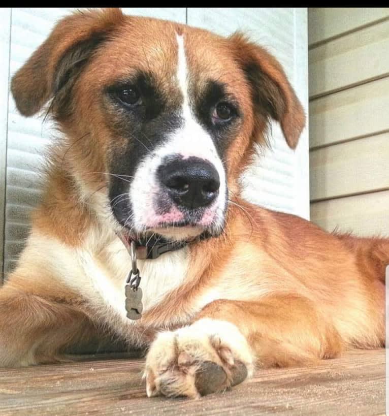 Boone, an American Pit Bull Terrier and Labrador Retriever mix tested with EmbarkVet.com