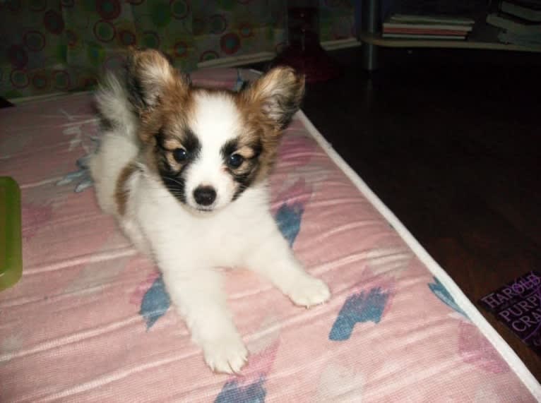 Ziggy, a Papillon and Maltese mix tested with EmbarkVet.com