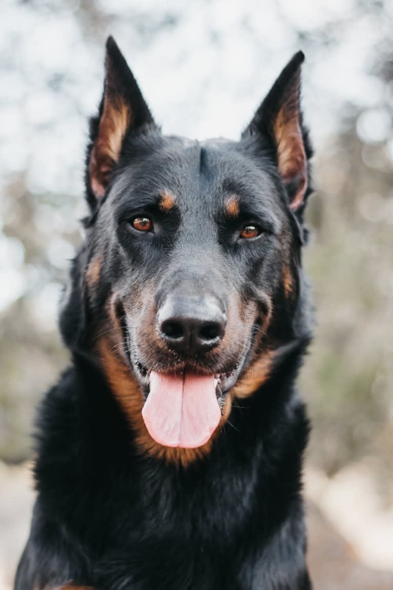 Atreyu, a Beauceron tested with EmbarkVet.com