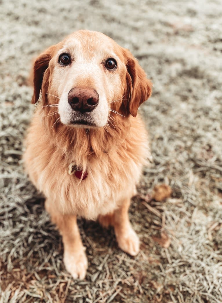 Jake, a Golden Retriever and Cocker Spaniel mix tested with EmbarkVet.com