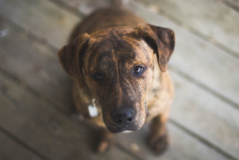 Hank, an American Pit Bull Terrier and Golden Retriever mix tested with EmbarkVet.com