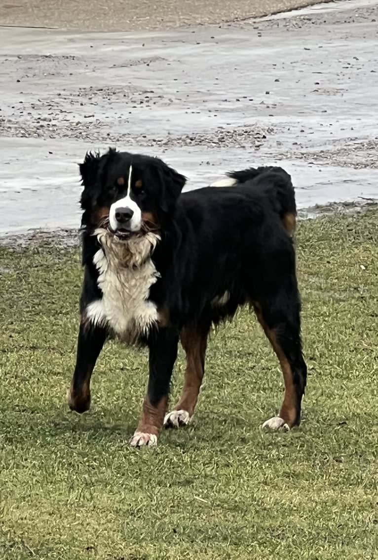 Milo, a Bernese Mountain Dog tested with EmbarkVet.com