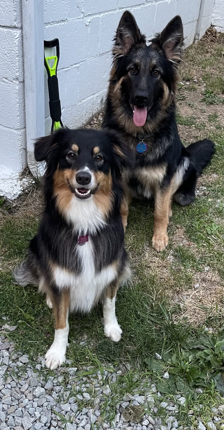 Zoey, an Australian Shepherd and Australian Cattle Dog mix tested with EmbarkVet.com