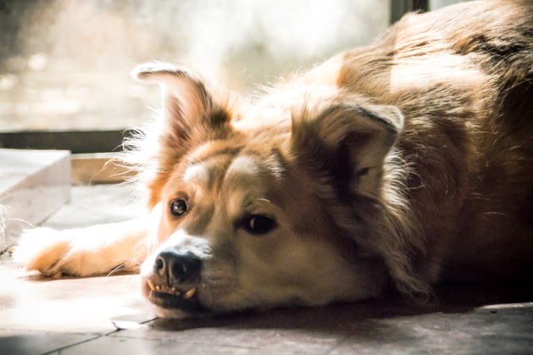 Chester, an American Eskimo Dog and Chow Chow mix tested with EmbarkVet.com