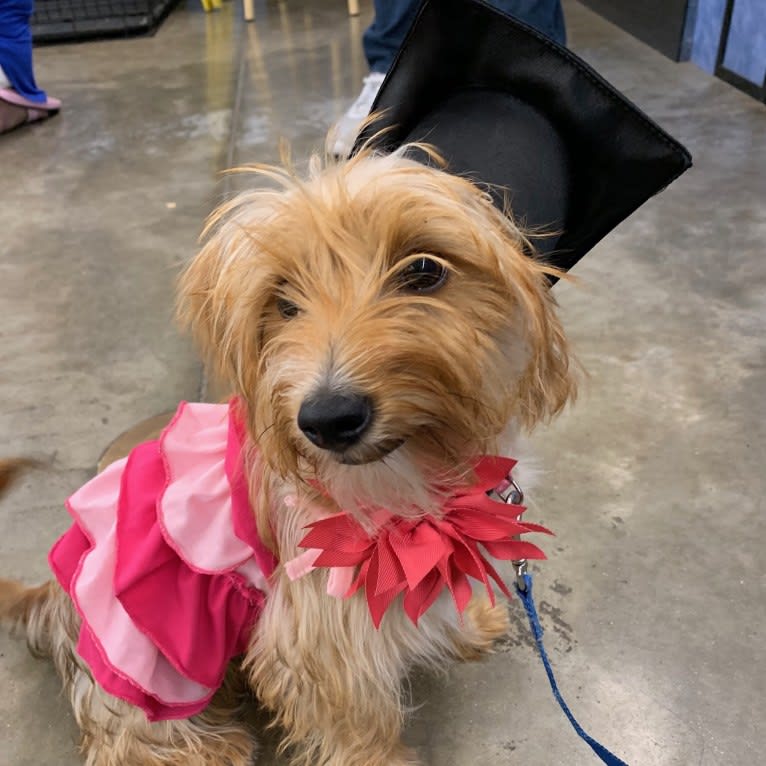 Winslow, a Yorkshire Terrier and Dachshund mix tested with EmbarkVet.com