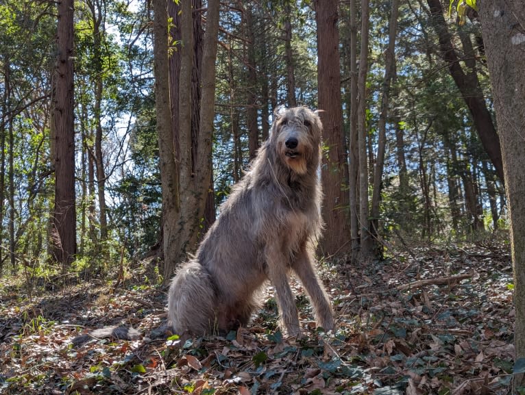 Mouton, an Irish Wolfhound tested with EmbarkVet.com