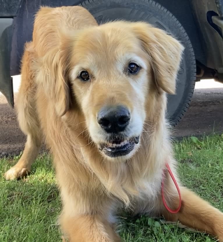 Timber “Gross Manor’s I’ll Be The One You Won’t Forget”, a Golden Retriever tested with EmbarkVet.com