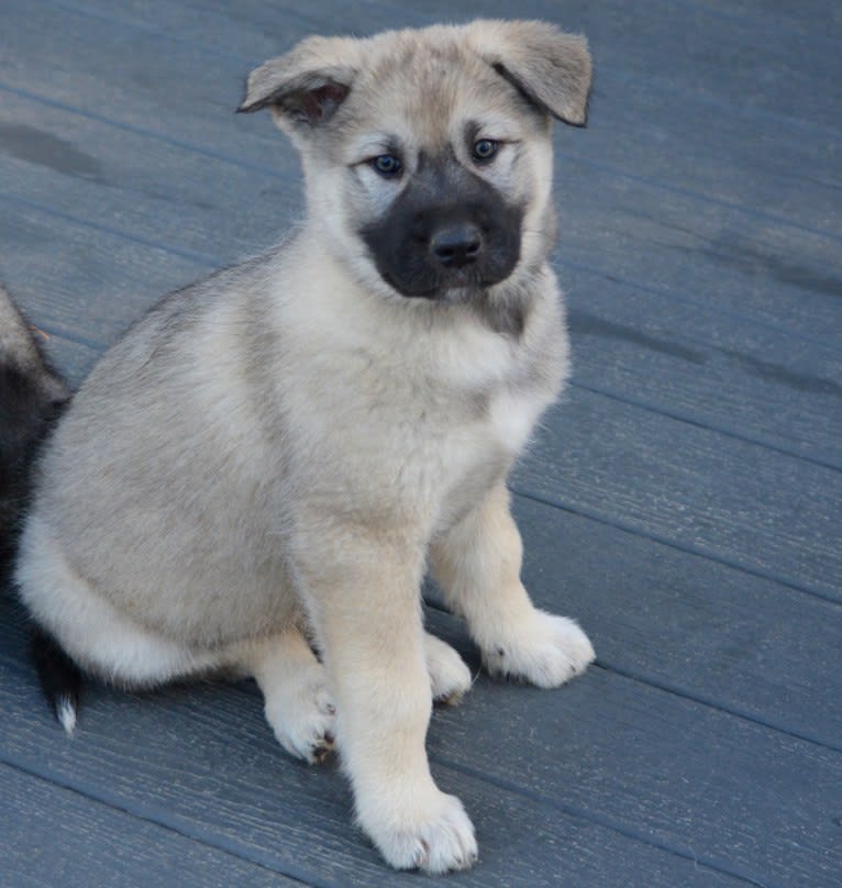 Moro, an Alaskan Malamute and German Shepherd Dog mix tested with EmbarkVet.com