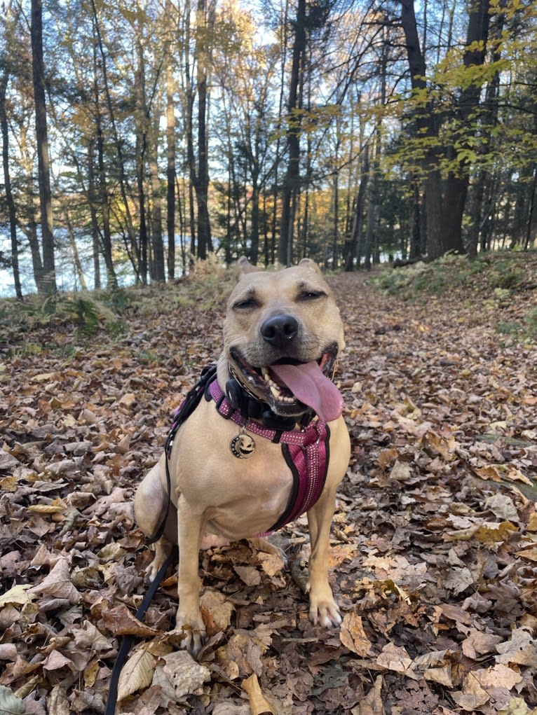 Winnie, an American Pit Bull Terrier tested with EmbarkVet.com