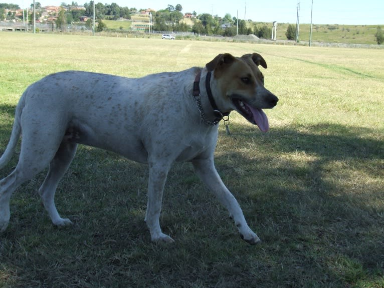 Freya, an Australian Cattle Dog and Koolie mix tested with EmbarkVet.com