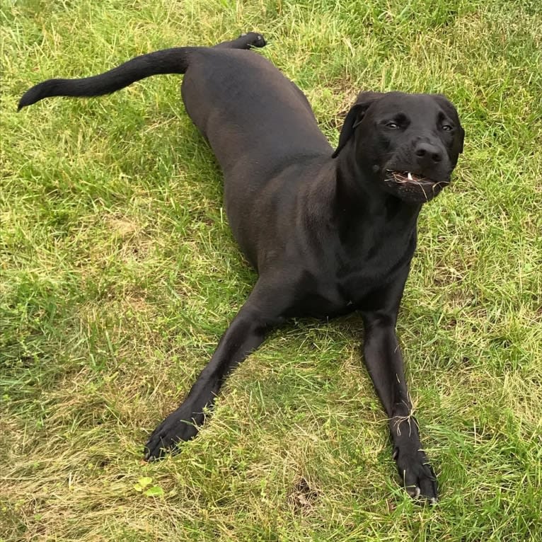 Finn, an American Pit Bull Terrier and Labrador Retriever mix tested with EmbarkVet.com