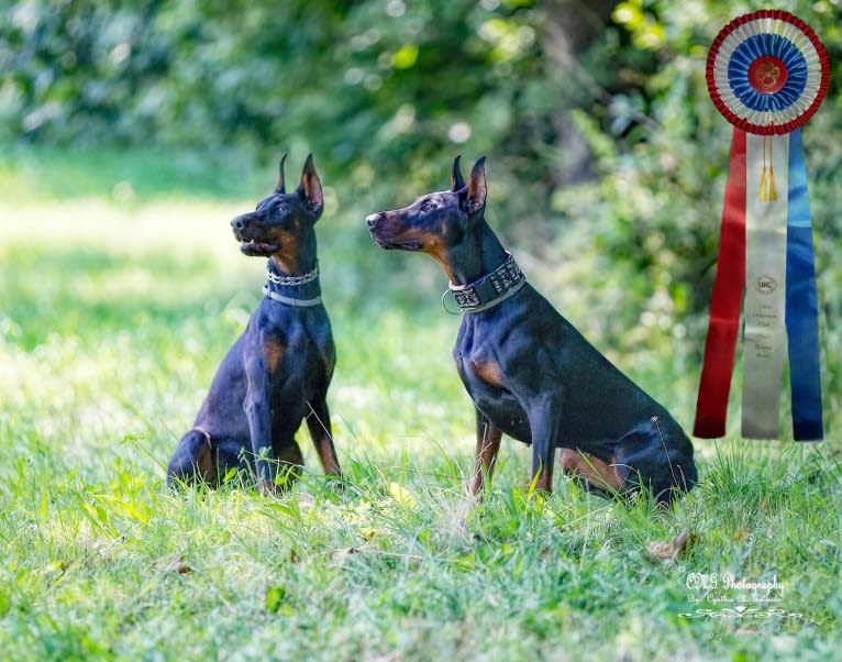 Thrill, a Doberman Pinscher tested with EmbarkVet.com