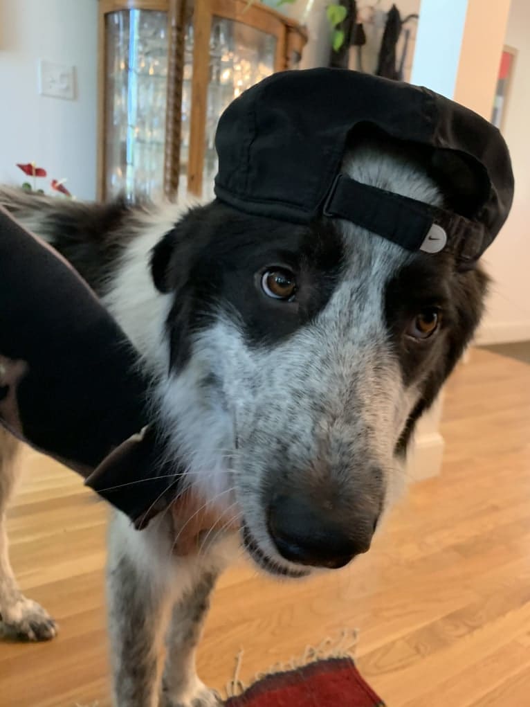 Frankie Ocean, a Great Pyrenees and Maremma Sheepdog mix tested with EmbarkVet.com