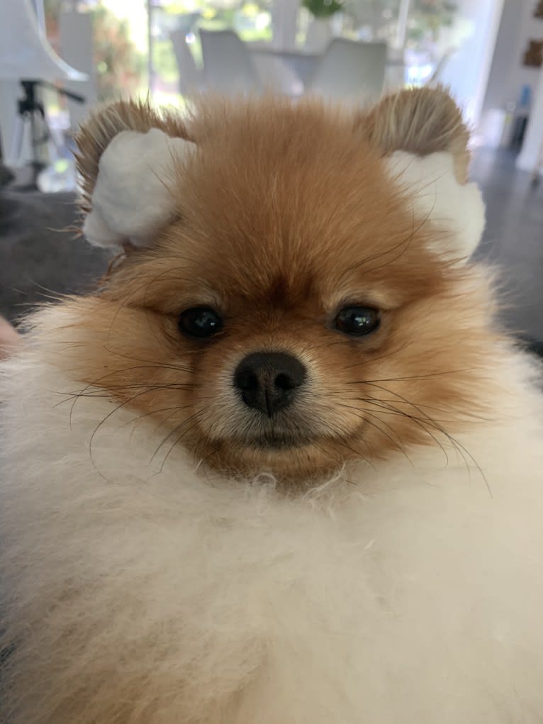 Santino, a Pomeranian tested with EmbarkVet.com