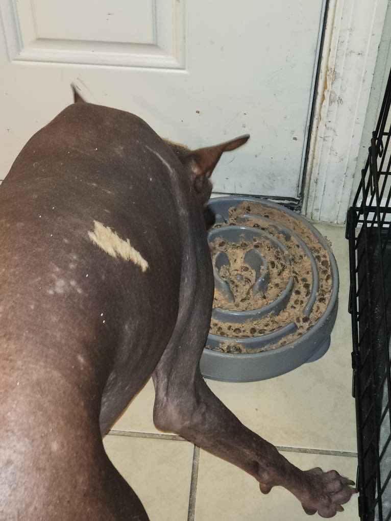 Neeko, a Xoloitzcuintli (8.7% unresolved) tested with EmbarkVet.com