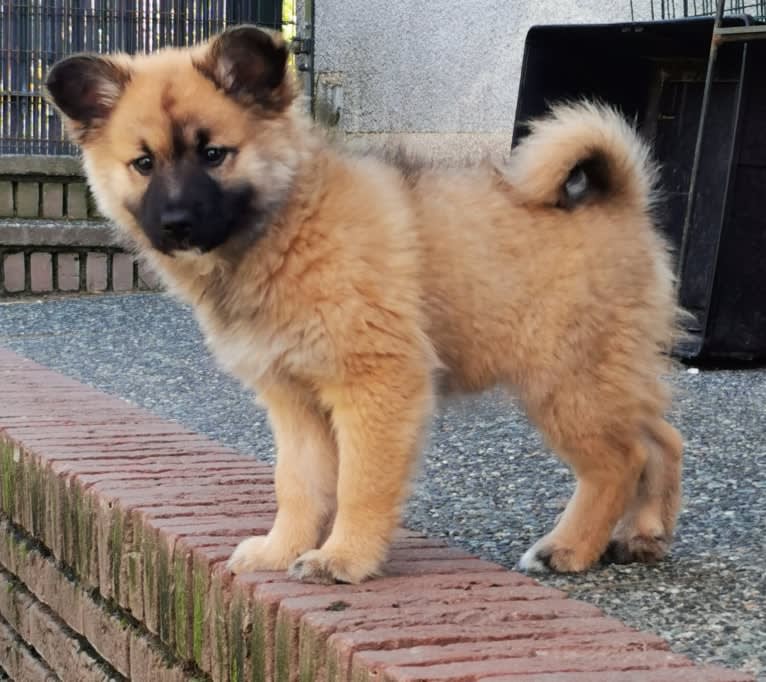 Willow, an Icelandic Sheepdog tested with EmbarkVet.com