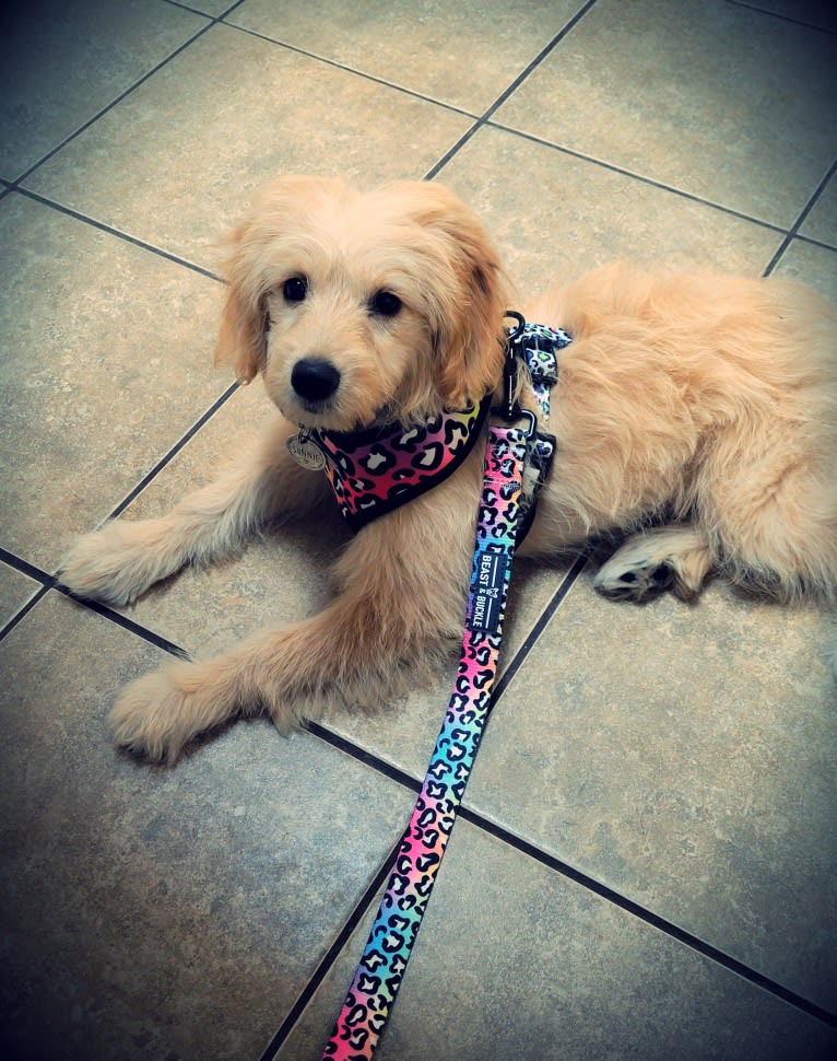 Sunnie, a Goldendoodle tested with EmbarkVet.com