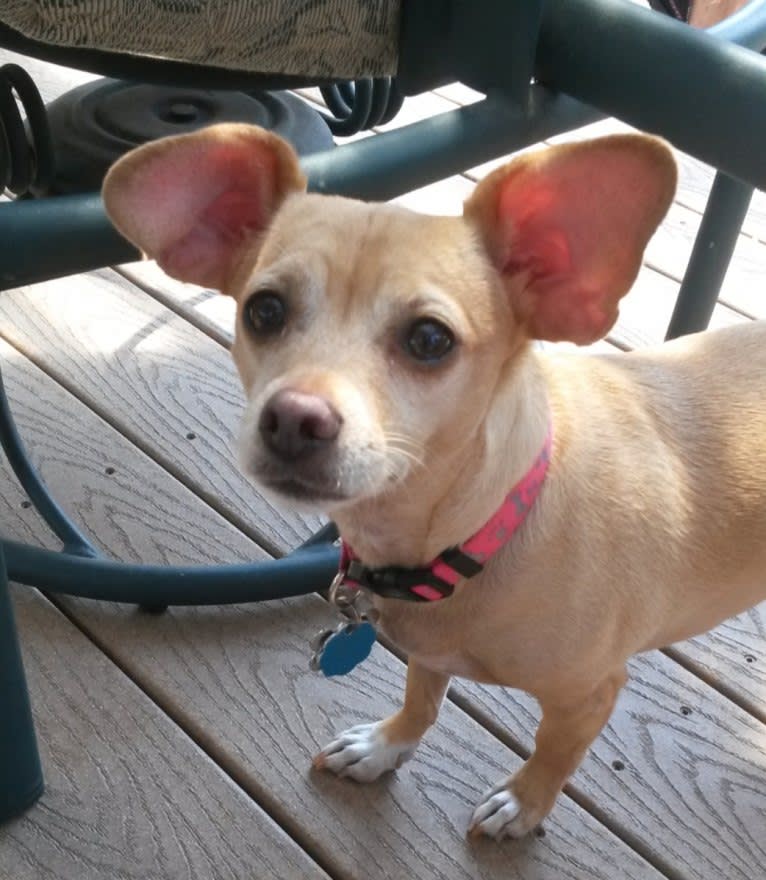 Photo of Bella, a Chihuahua, Dachshund, Rat Terrier, Poodle (Small), and Mixed mix in Washington, USA