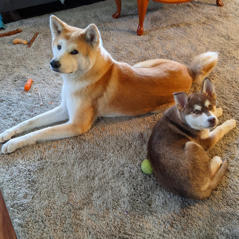 Gambit, a Siberian Husky and Australian Shepherd mix tested with EmbarkVet.com