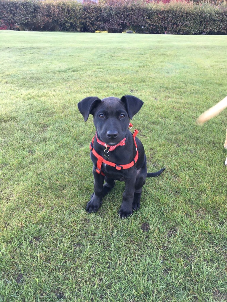 Theo, a Dalmatian and German Shepherd Dog mix tested with EmbarkVet.com