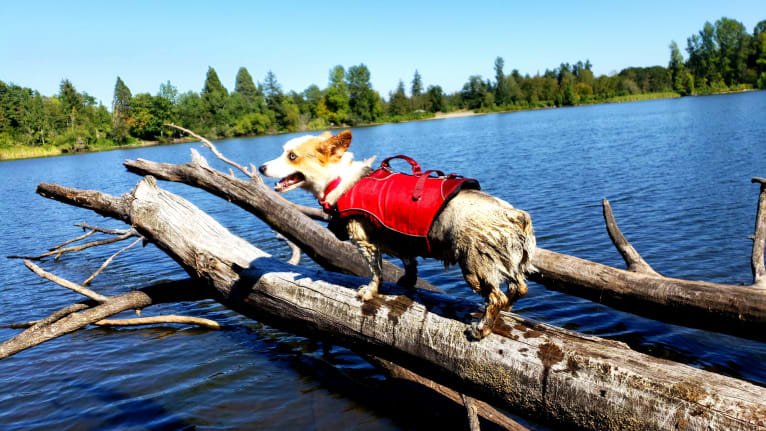 Luna Lu, a Pembroke Welsh Corgi tested with EmbarkVet.com