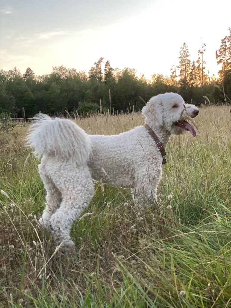 Sunny, an Aussiedoodle tested with EmbarkVet.com