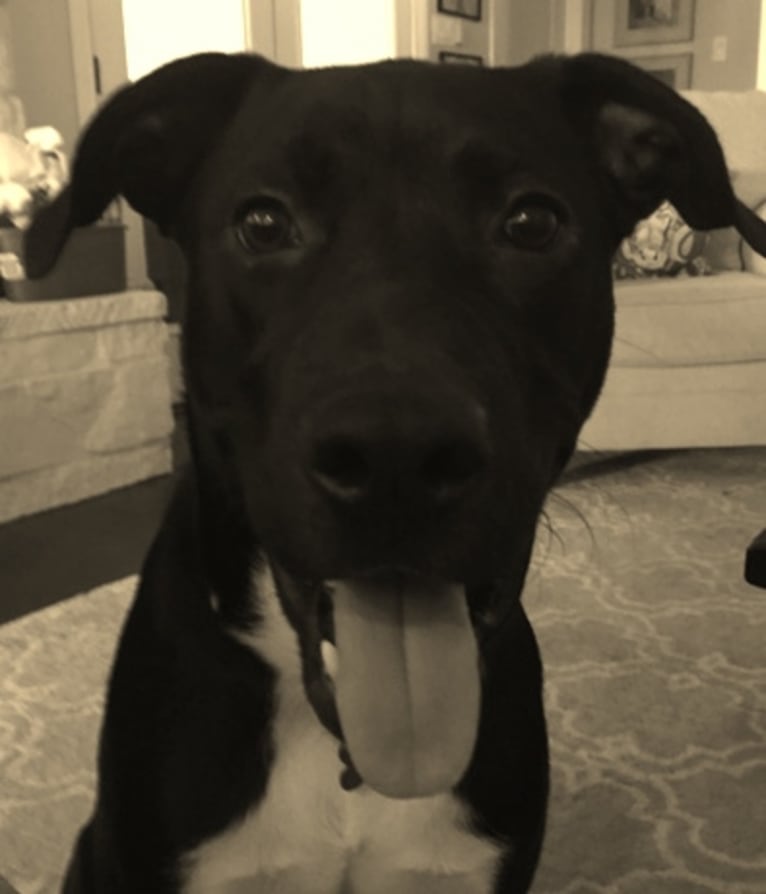Baxter, a Staffordshire Terrier and Labrador Retriever mix tested with EmbarkVet.com