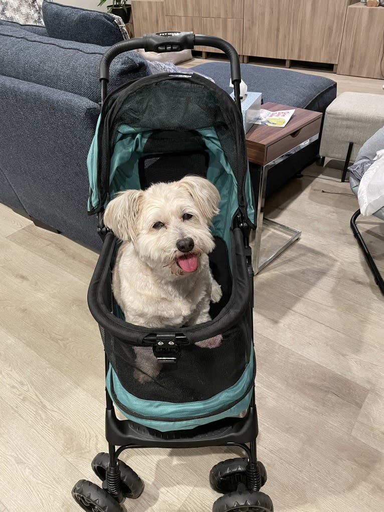 Mr. Simi, an American Eskimo Dog and Poodle (Small) mix tested with EmbarkVet.com