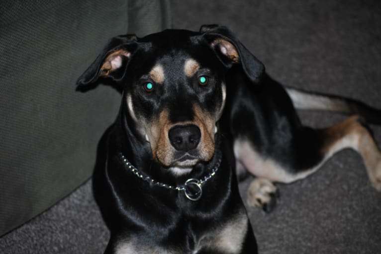 Rex, a Golden Retriever and Staffordshire Terrier mix tested with EmbarkVet.com