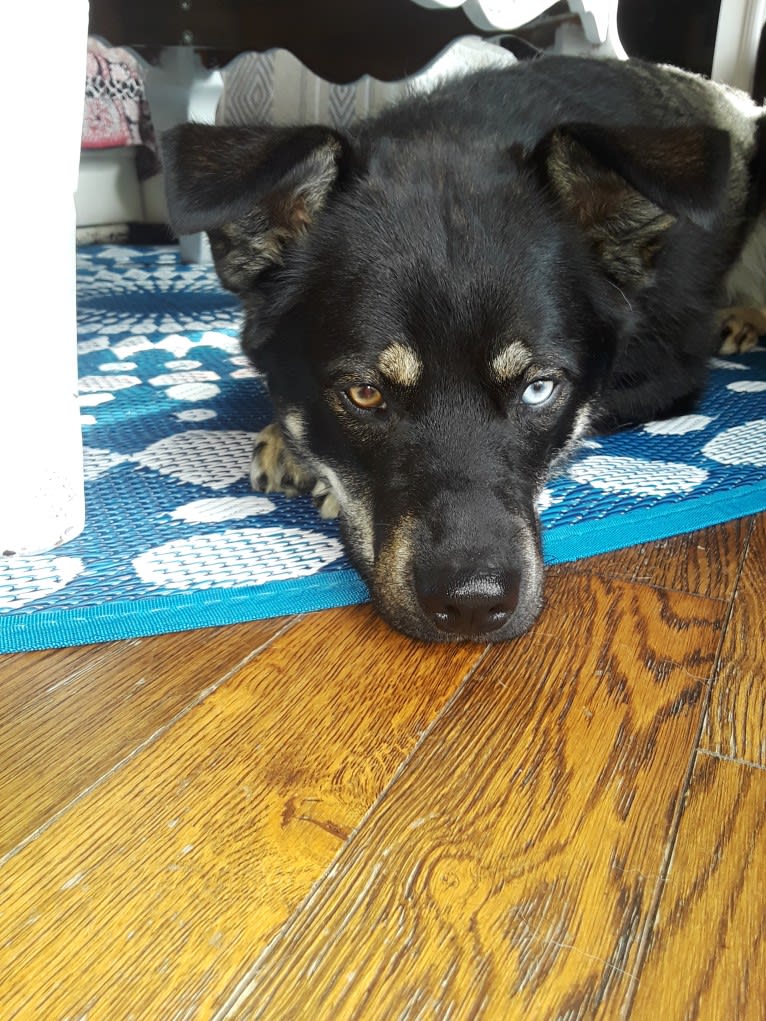 Ringo Starr, a Siberian Husky and Alaskan Malamute mix tested with EmbarkVet.com