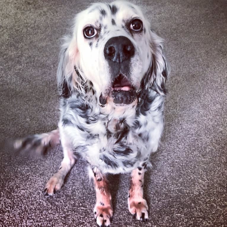 Velma, an English Setter (27.4% unresolved) tested with EmbarkVet.com