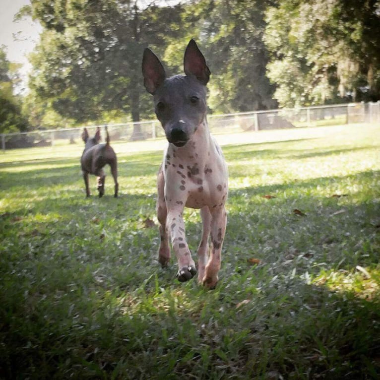 Juno, an American Hairless Terrier tested with EmbarkVet.com